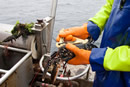 Scottish Creel Fishermen's Federation: click for larger