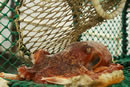 Scottish Creel Fishermen's Federation: click for larger