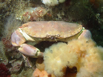 Scottish Creel Fishermen's Federation : Brown Crab