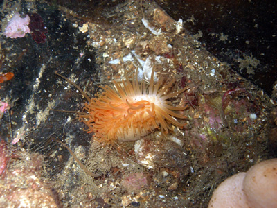 Scottish Creel Fishermen's Federation : Flame Shell