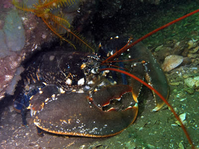 Scottish Creel Fishermen's Federation : Lobster