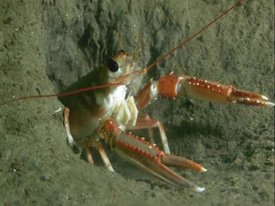 Scottish Creel Fishermen's Federation : Prawn