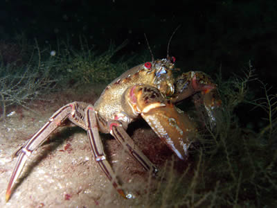 Scottish Creel Fishermen's Federation : Velvet Crab